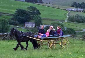 fell pony pulling a flat cart on a farm