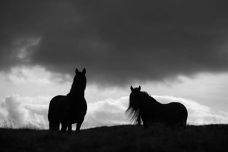 silhouetted Fell ponies on Roundthwaite Common