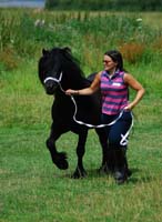 fell pony trotting in a field