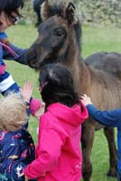 fell pony foal with children