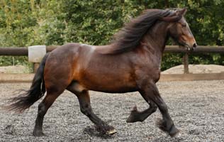 bay fell pony cantering