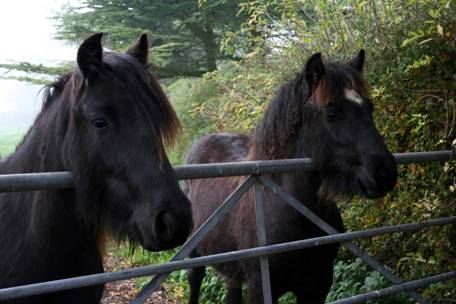 two fell ponies looking over a gate