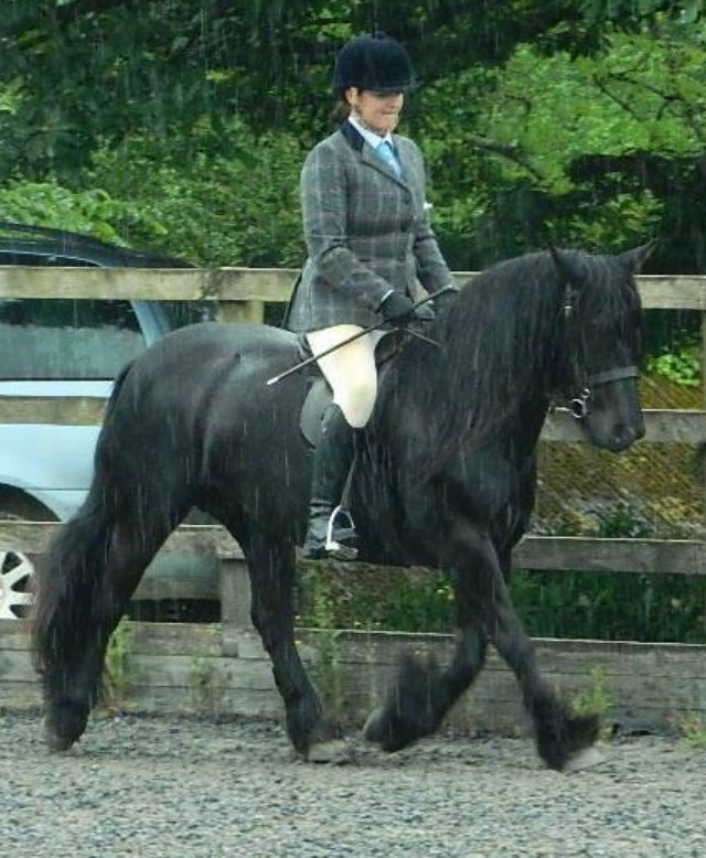 black fell pony being ridden in the rain