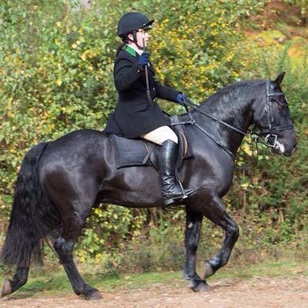black fell pony out hunting