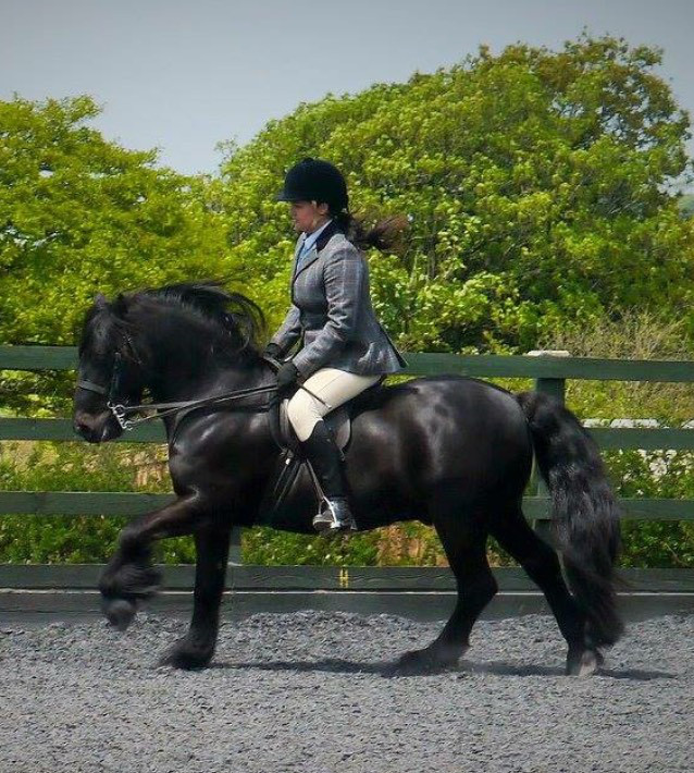 black fell pony being ridden