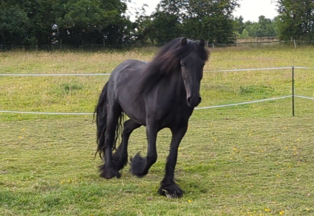 black pony in a field, trotting towards camera