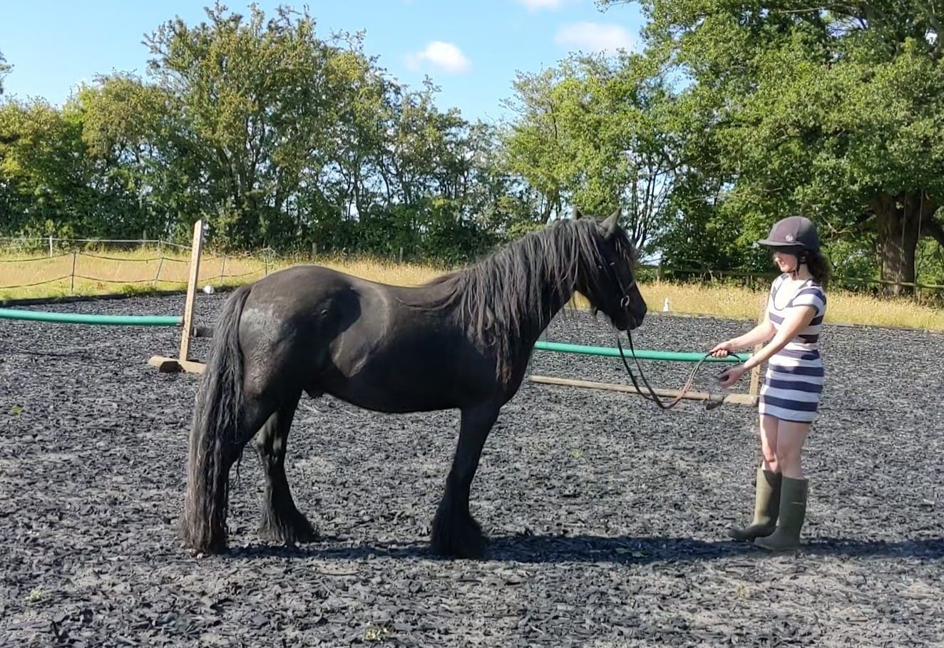 black pony with handler, in an outdoor school