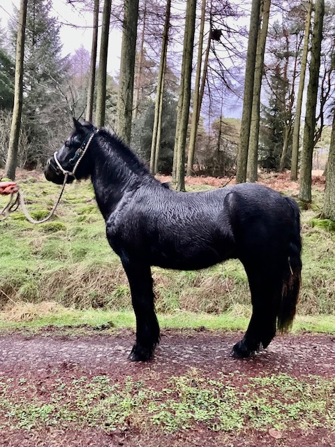black pony standing outdoors