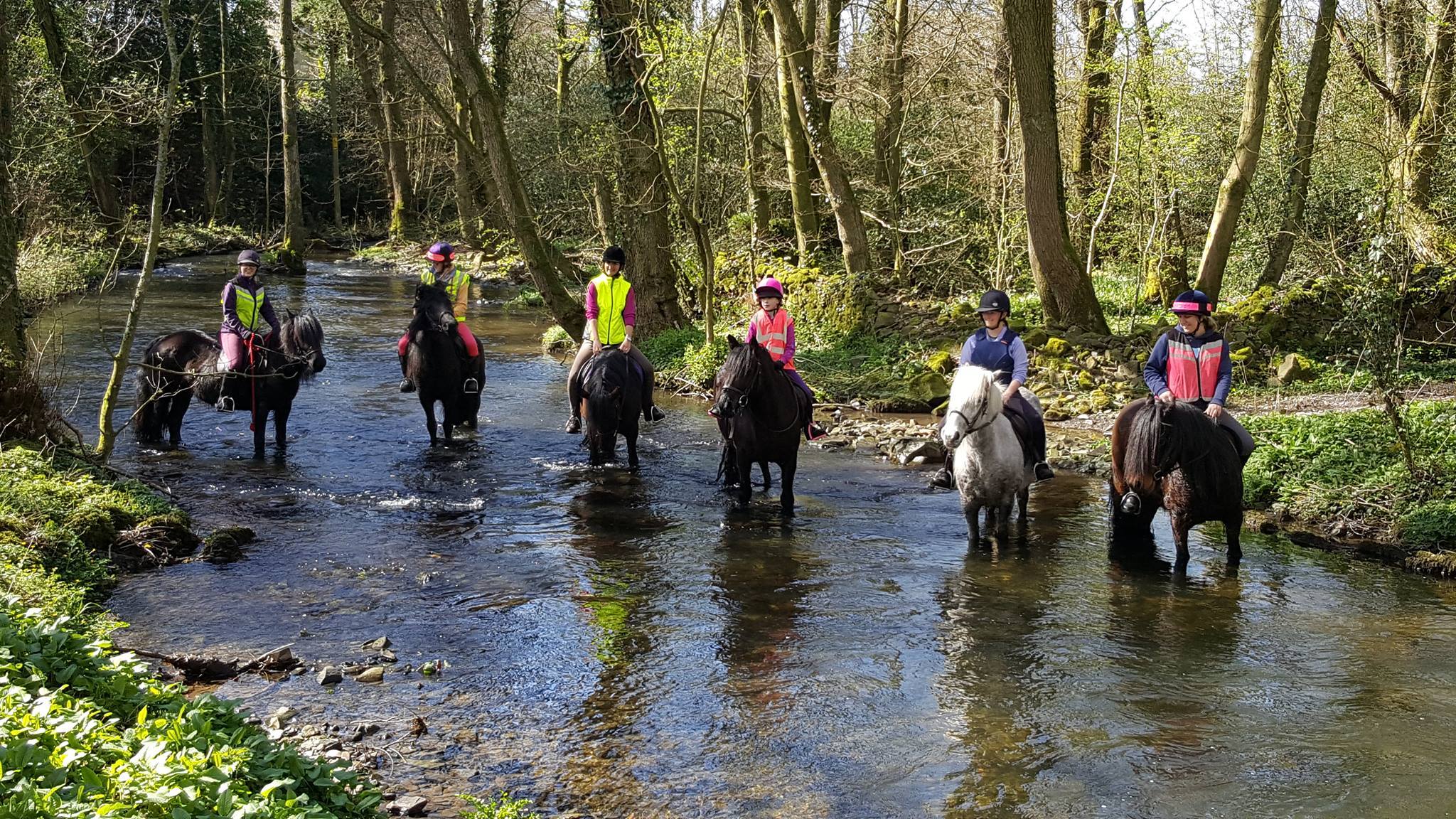 ponies and riders fording across a stream through woodland