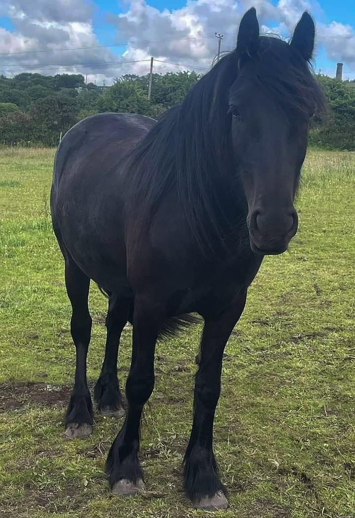 black pony in a field