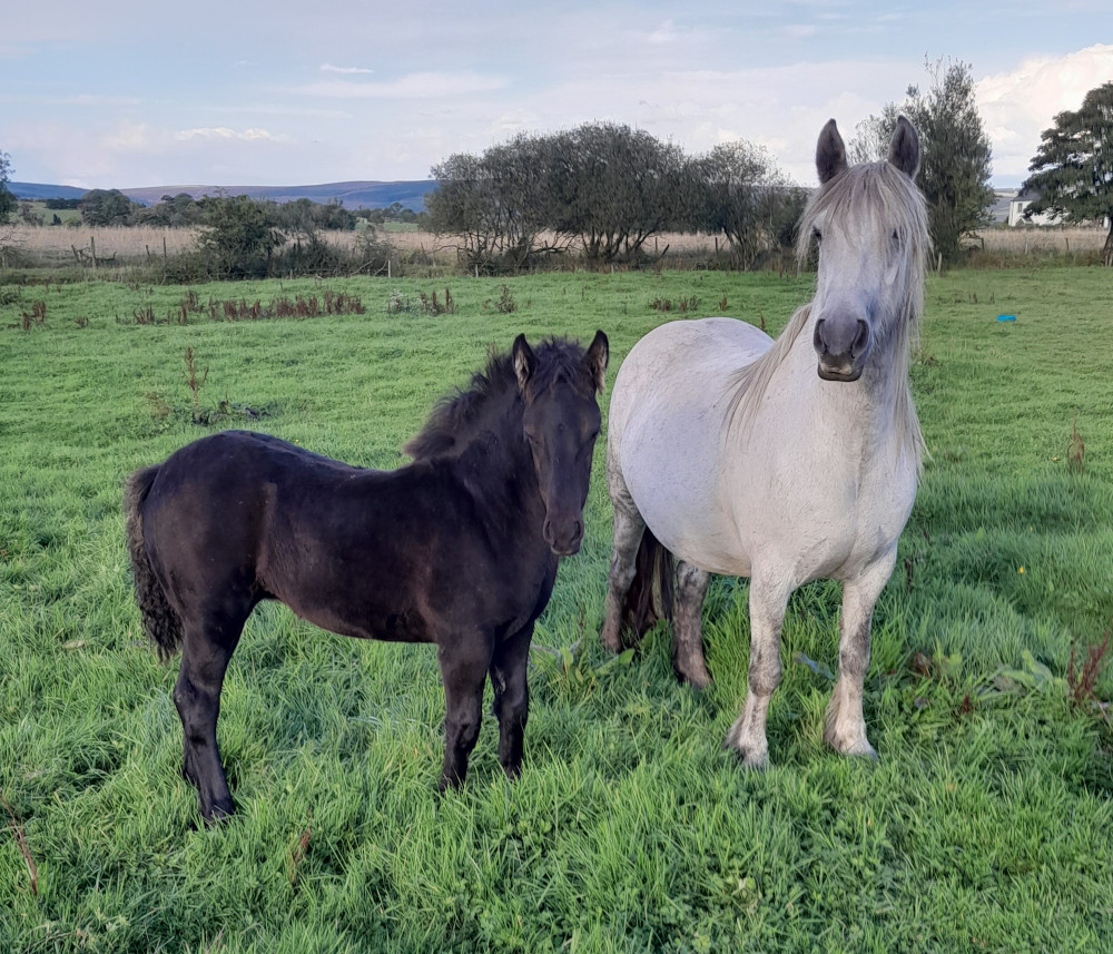 Black foal with grey mare in a field