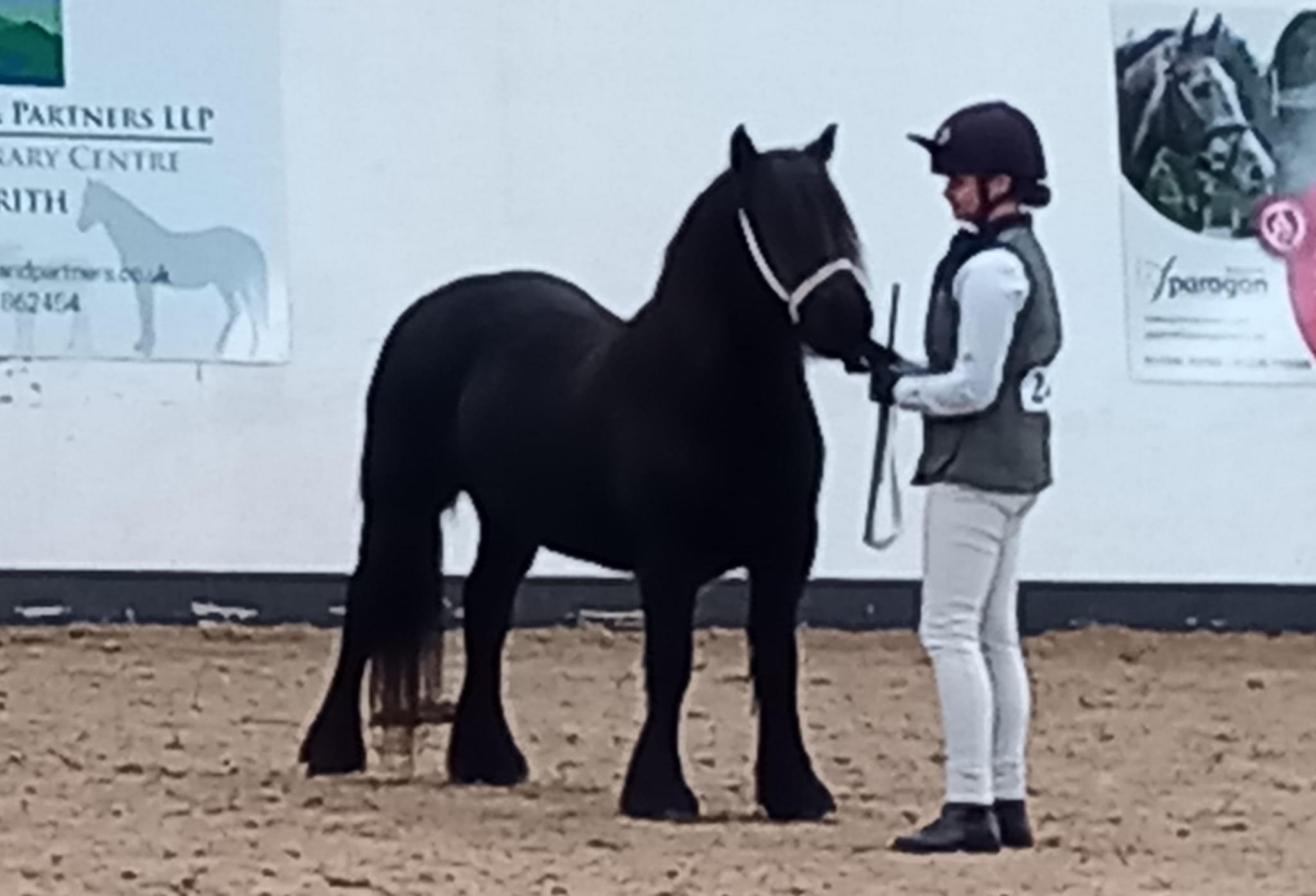 black pony in an arena with handler