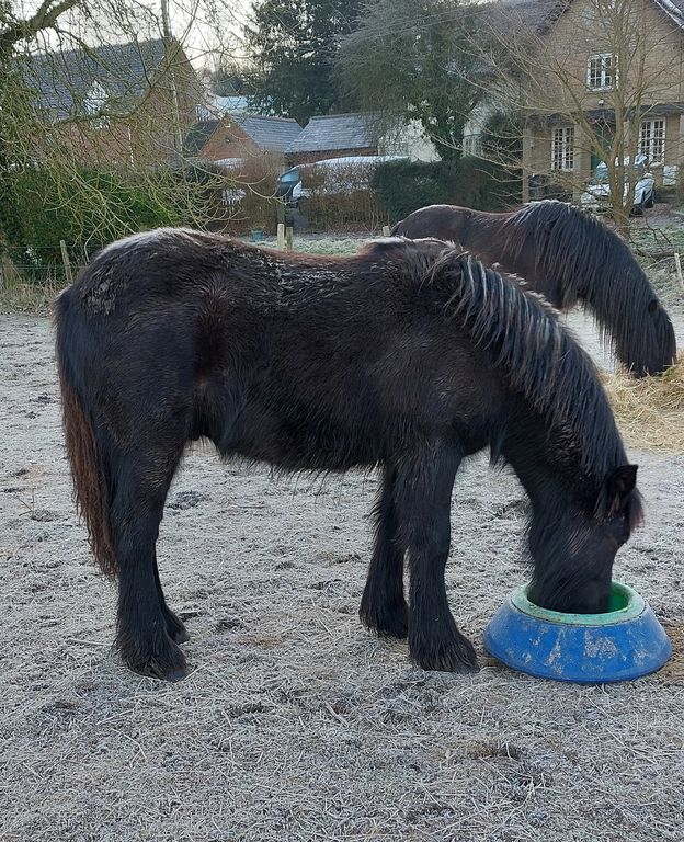 brown fell colt eating food from a blue container