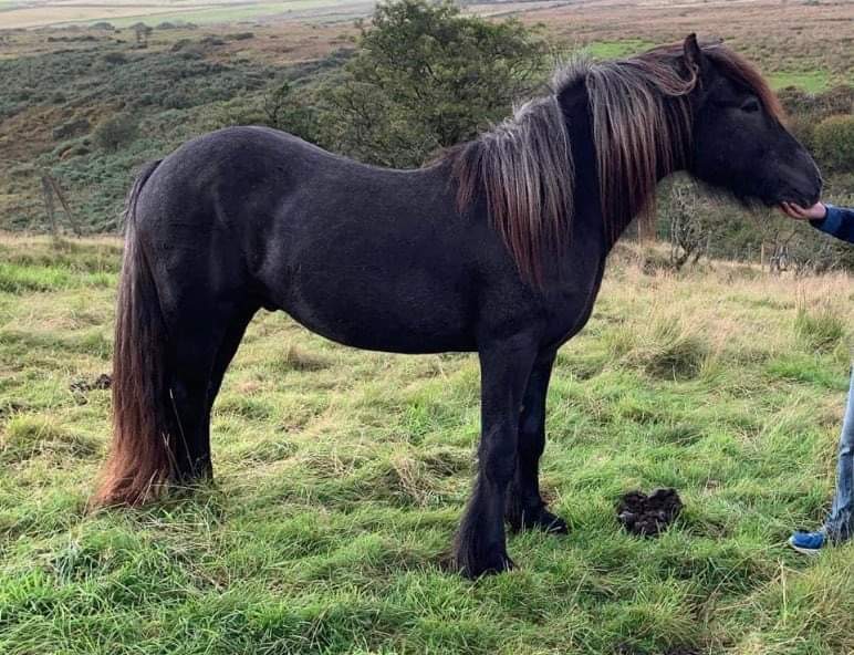 dark grey pony standing on grass