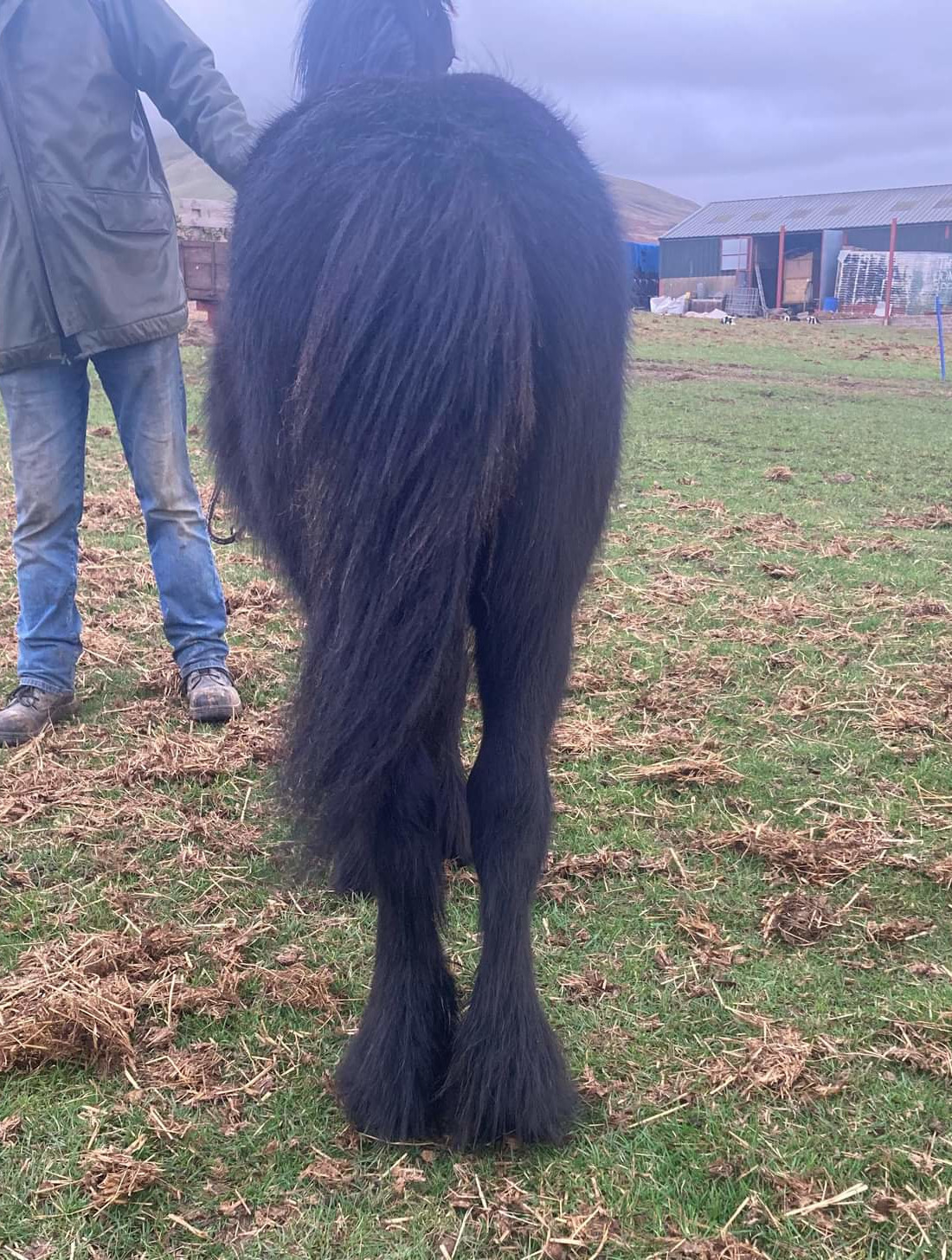 black fell pony rear view