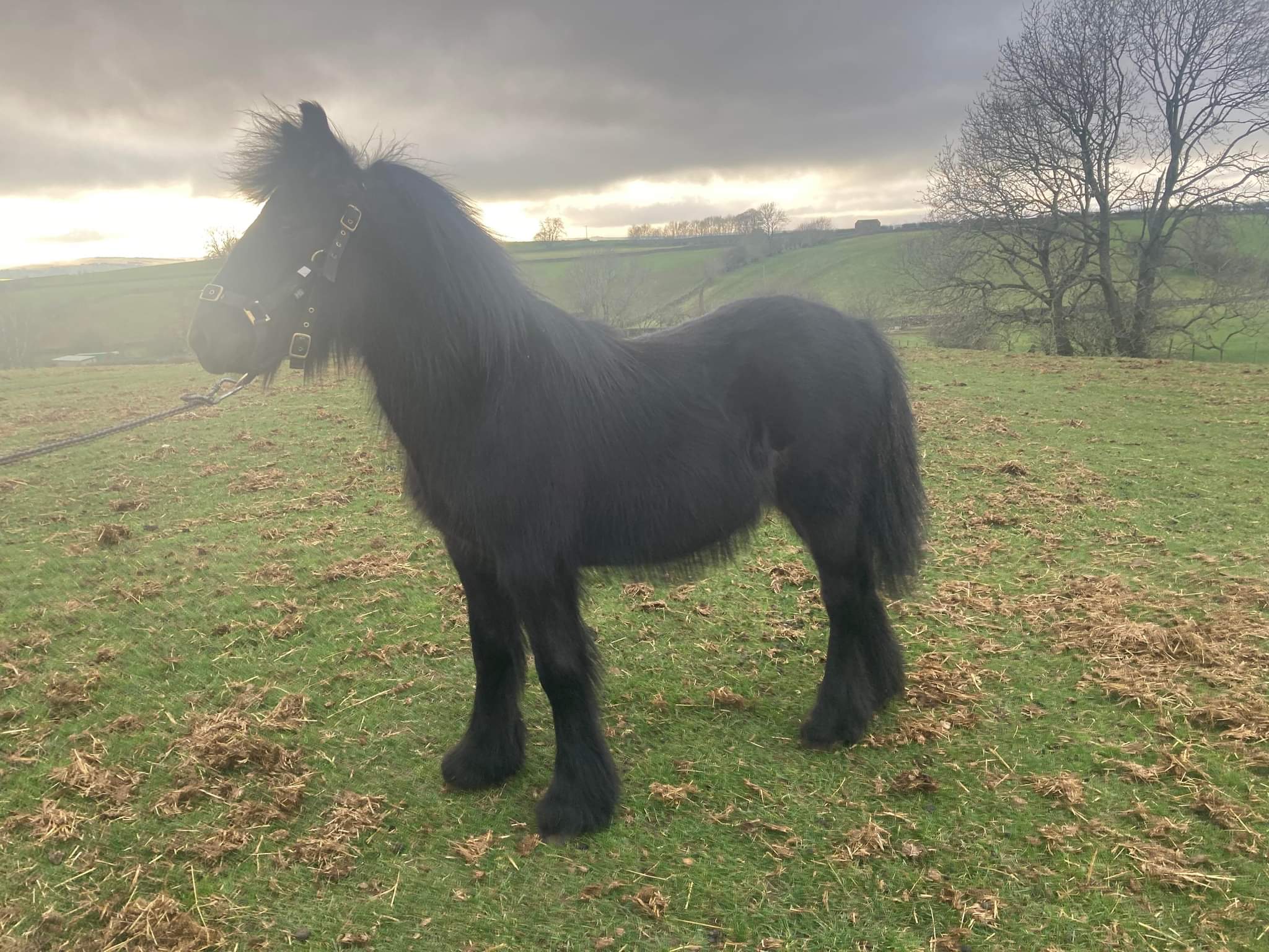 black fell colt standing on grass
