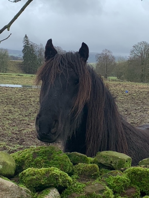 Head of a black pony seen over a drystone wall