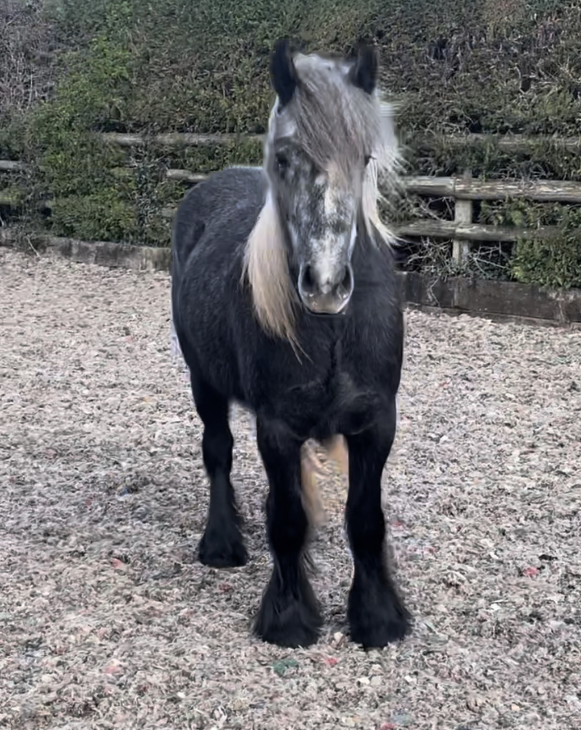 grey pony facing the camera