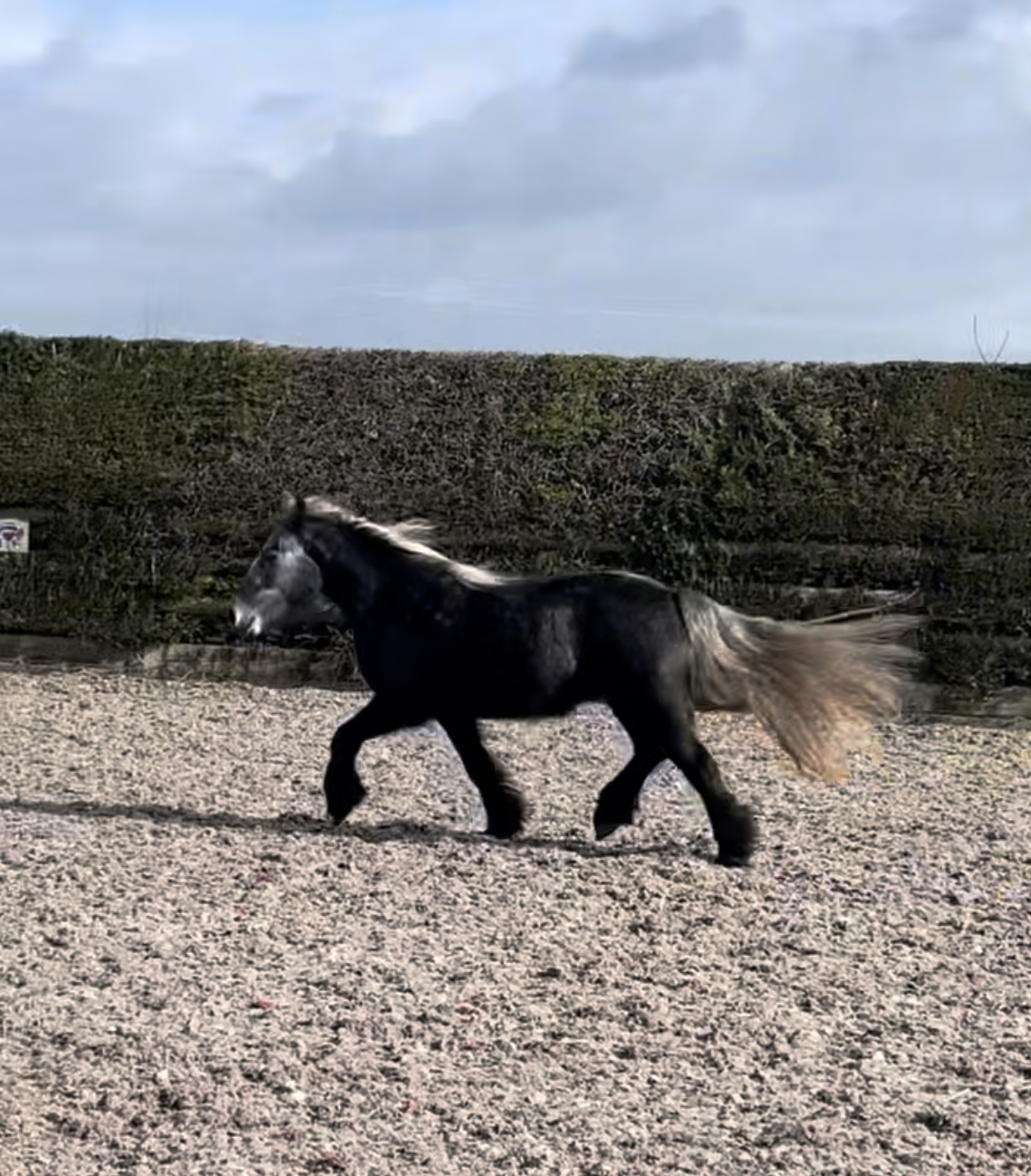 grey pony trotting in an arena