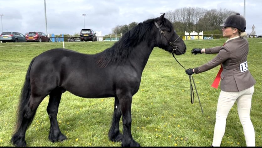 Black ponyand handler on a showfield with red rosette