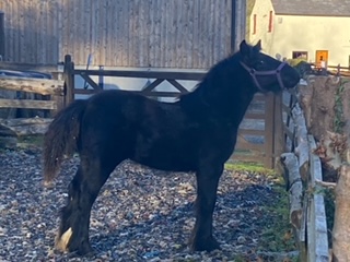 black fell pony foal