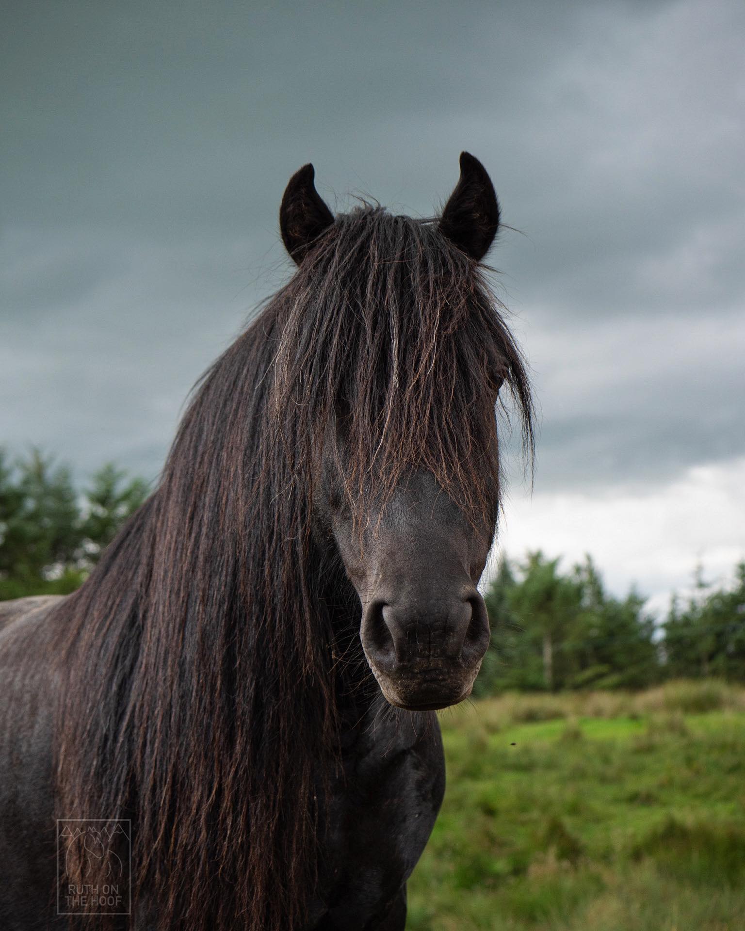 black pony, head and shoulders, looking at camera