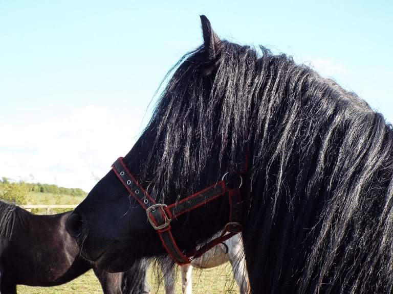 head and neck of a black pony