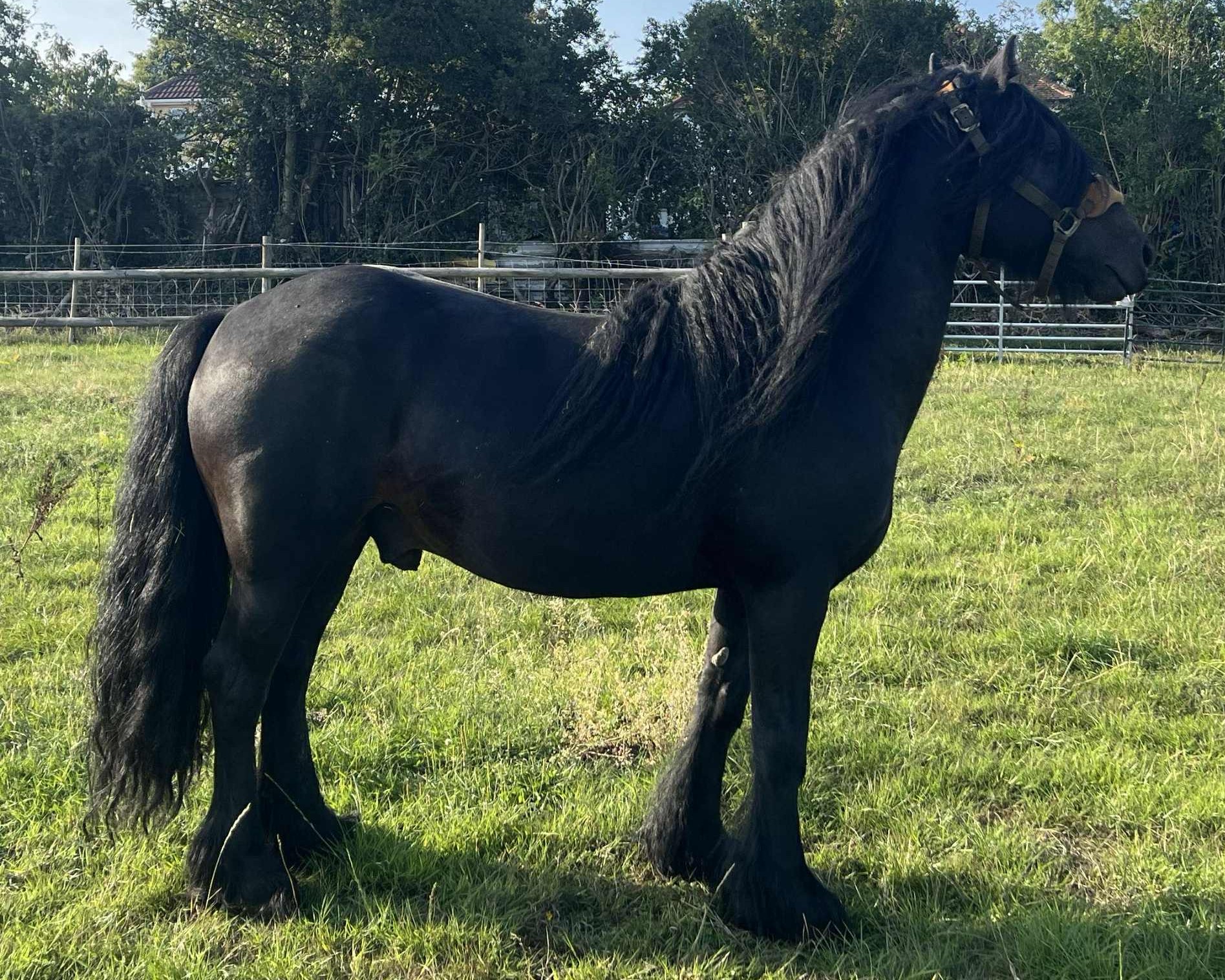 brown pony side view facing right