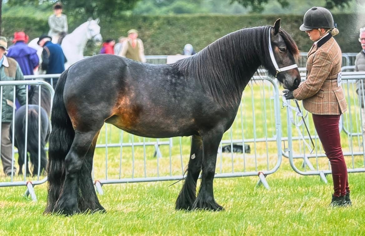 brown pony side view facing right, with handler