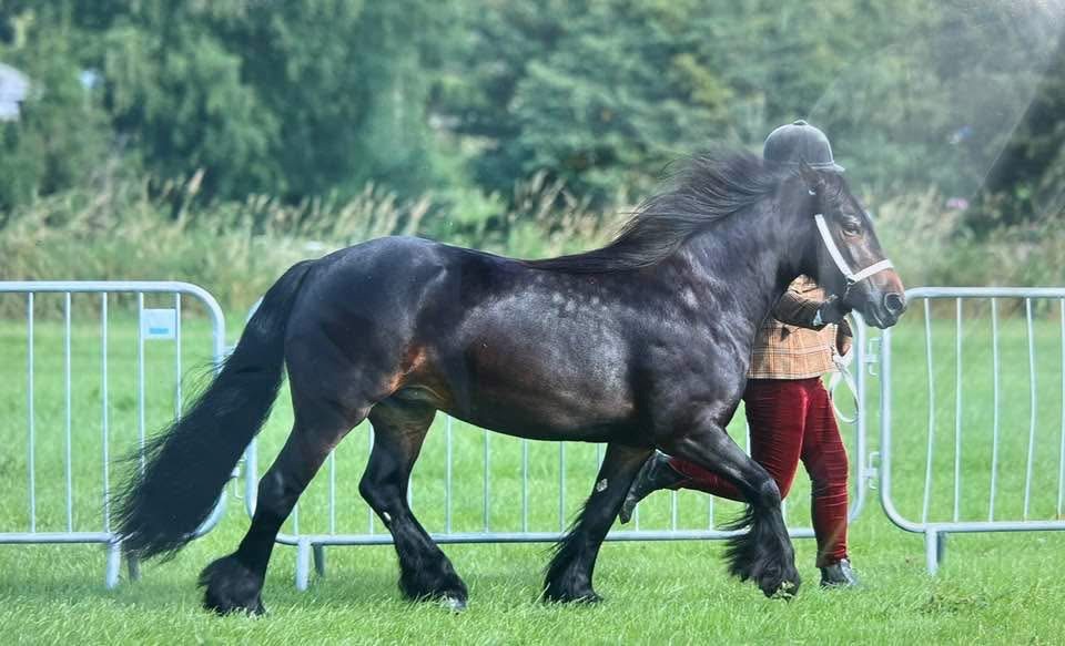 brown pony trotting in-hand in a show class, side view facing right
