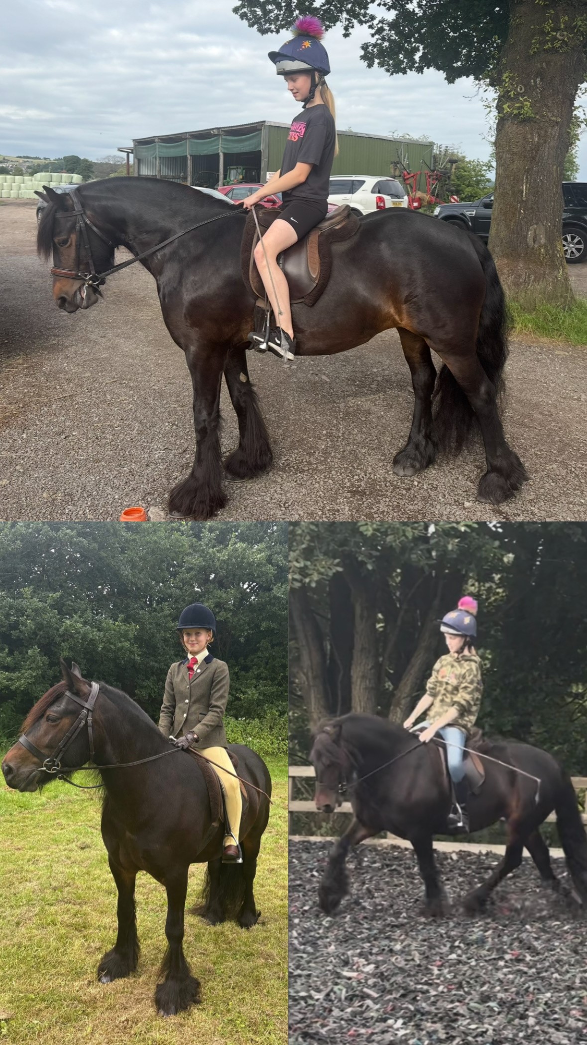 brown pony side view facing left, with saddle, bridle and rider