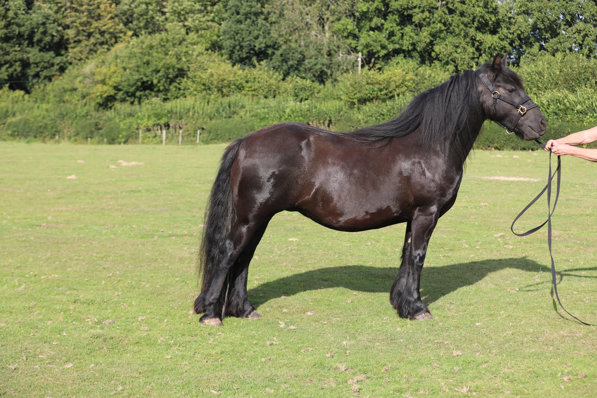 black pony side view facing right