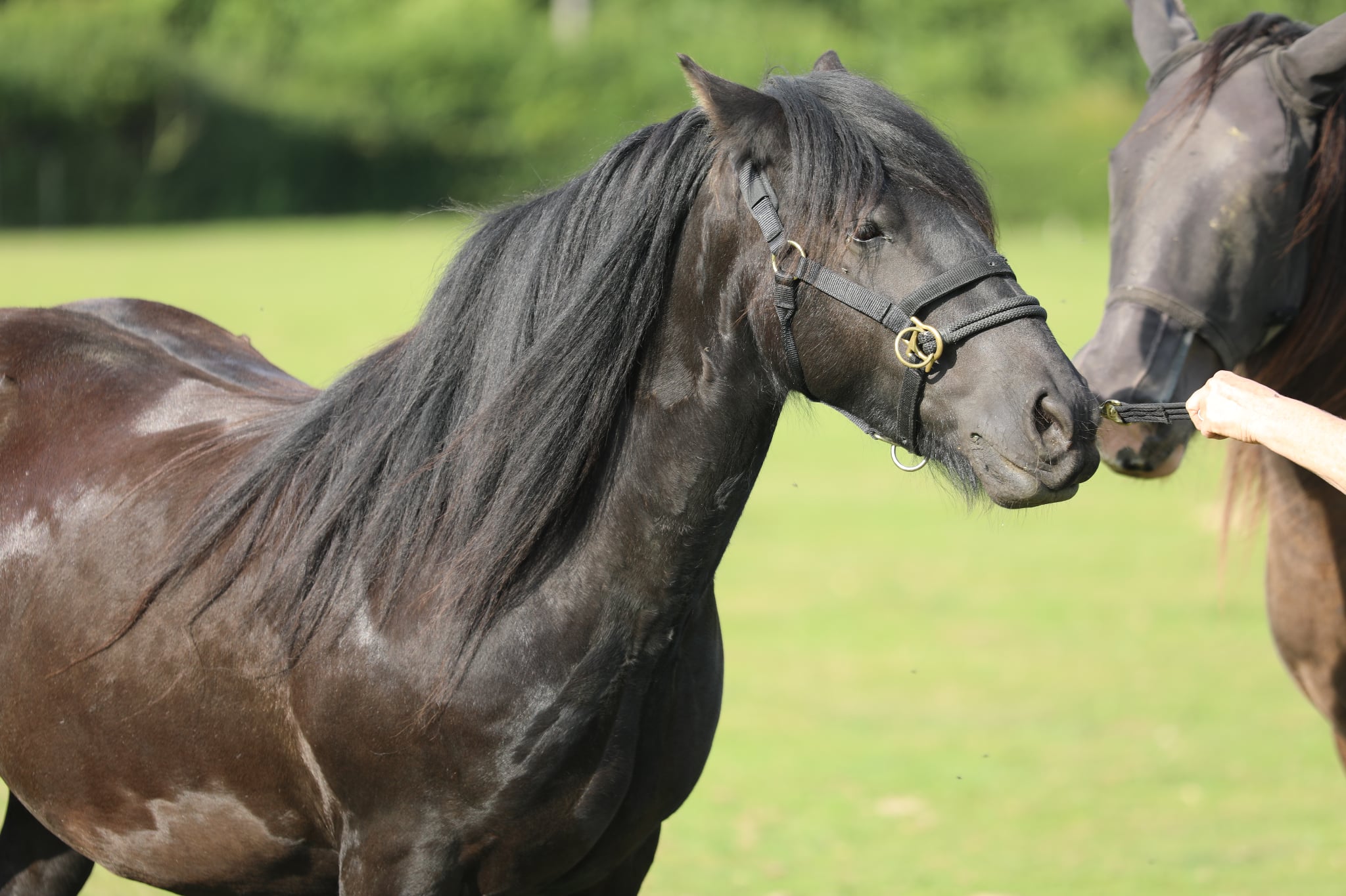 black pony being led in a halter