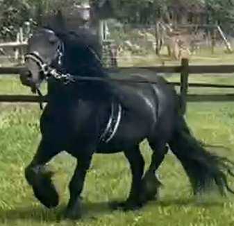 brown pony trotting towards the camera