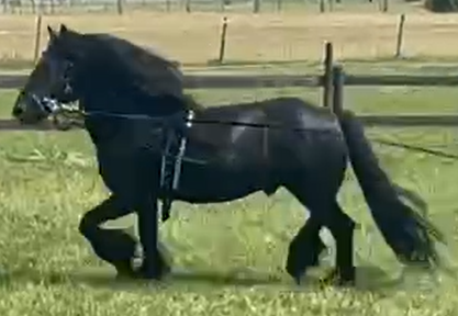 brown pony trotting, side view facing left