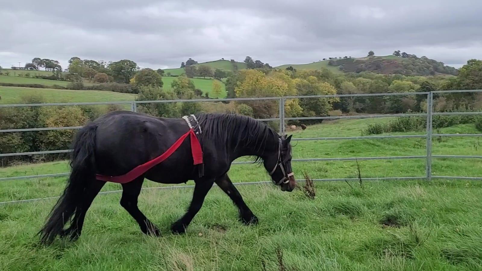 brown pony walking in a grassy exercise pen