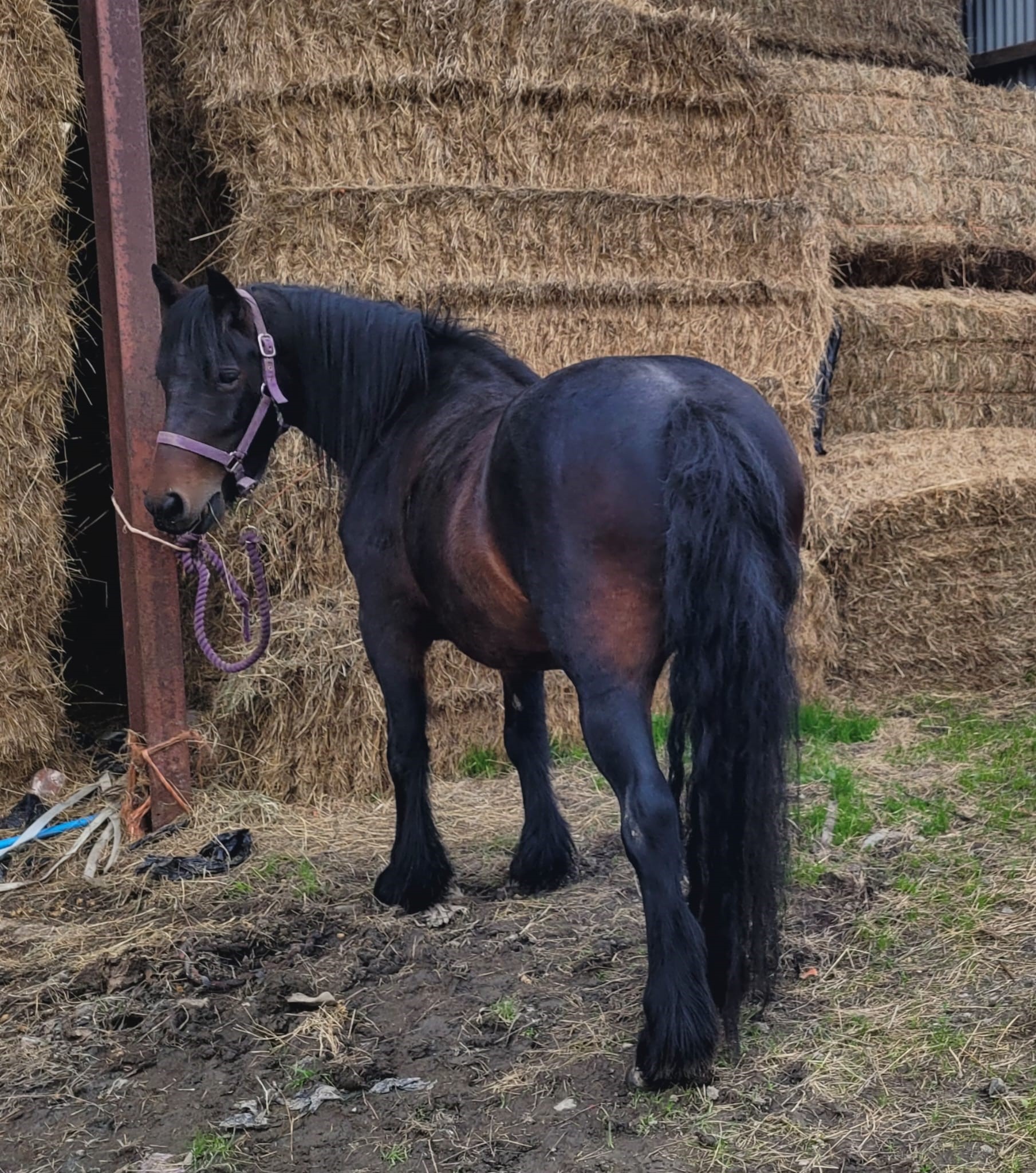 brown pony rear view; she is looking at camera over her shoulder
