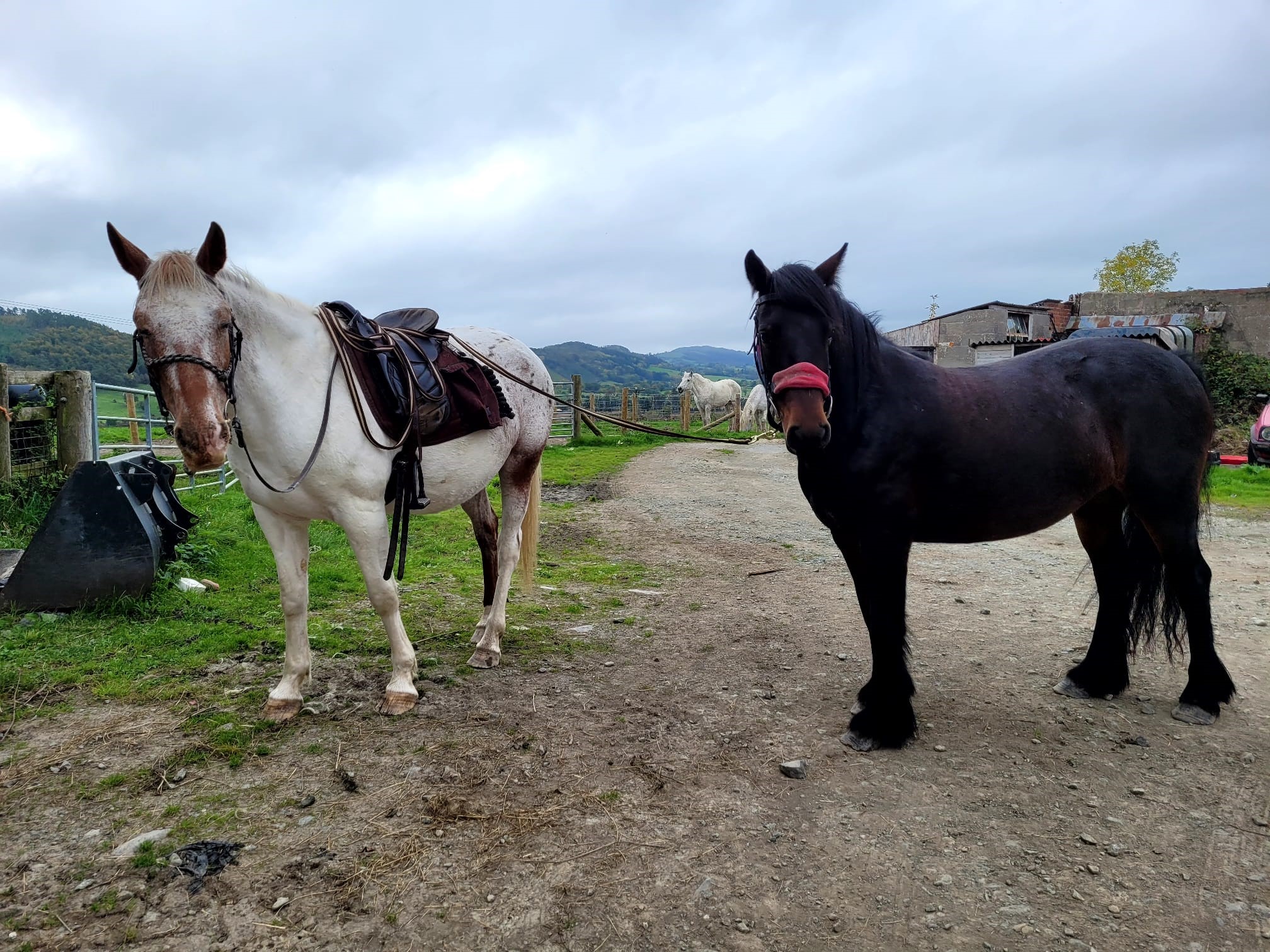 a grey and a brown pony standing looking at camera