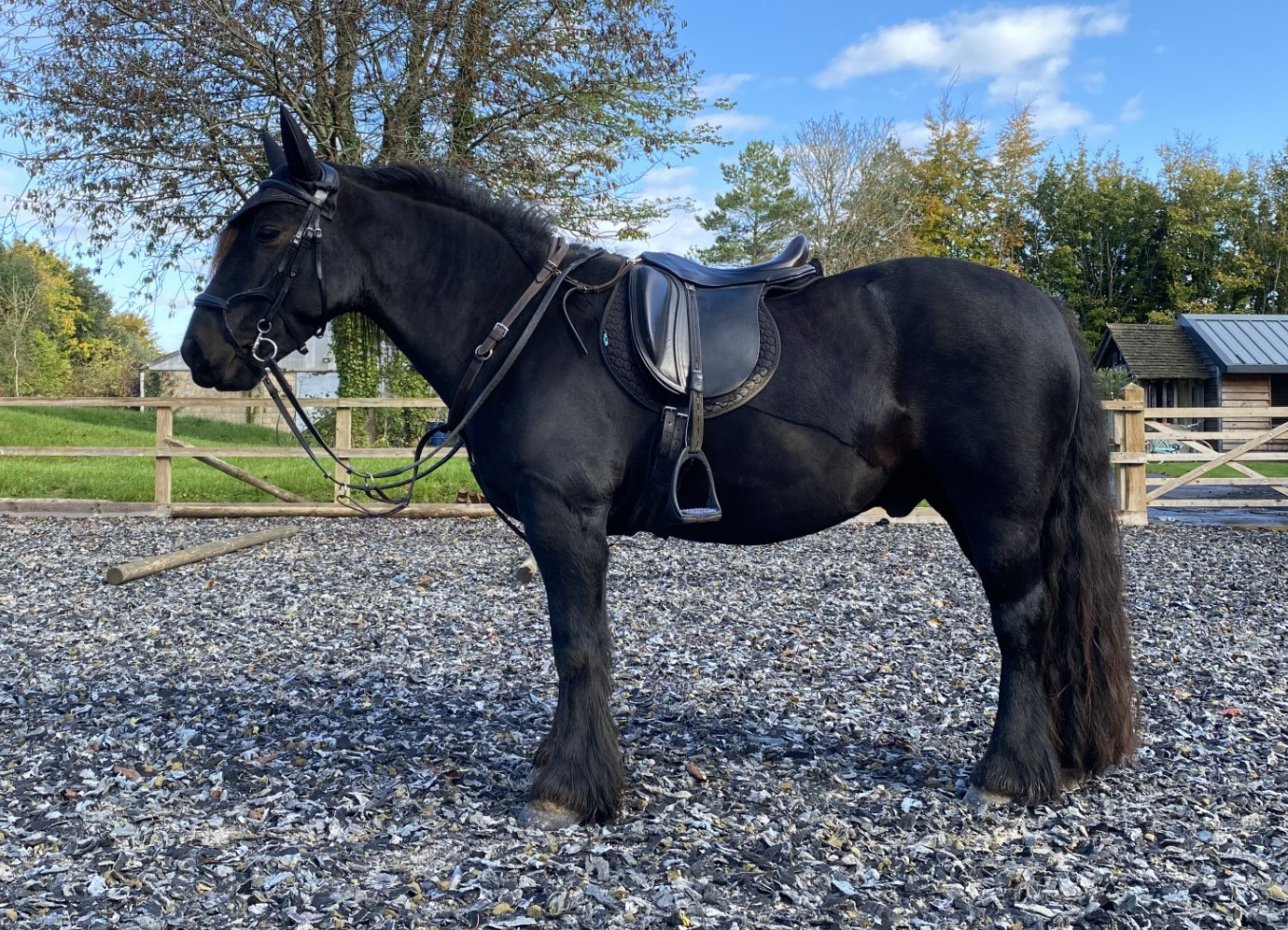 Black pony in saddle and bridle