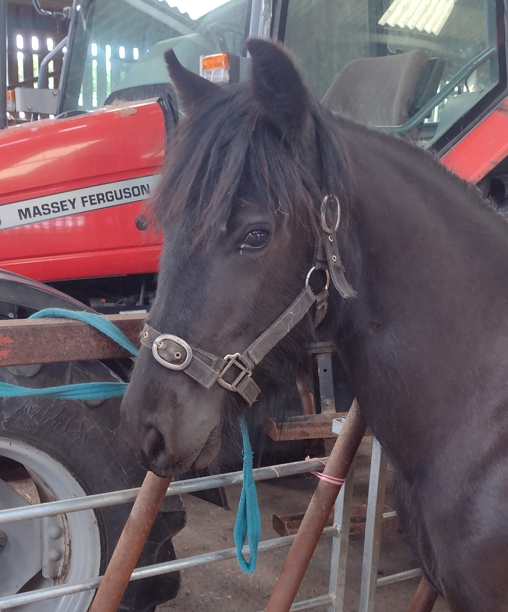 black pony, head and shoulders
