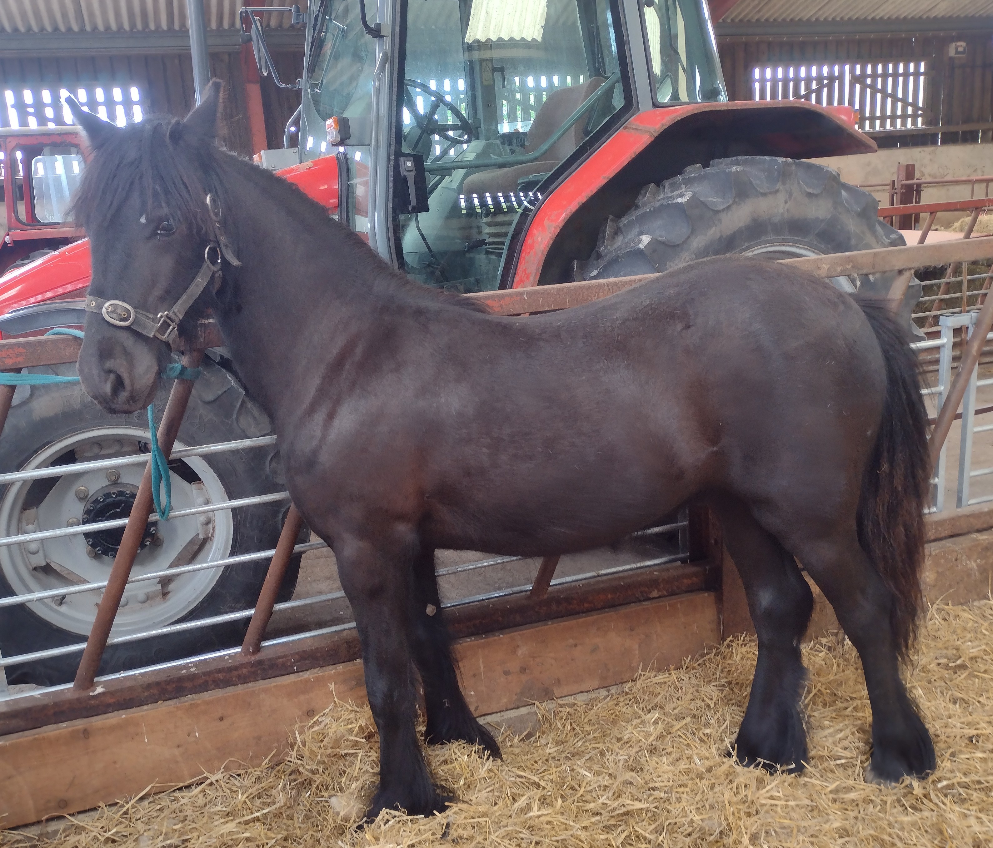 black pony, side view facing left