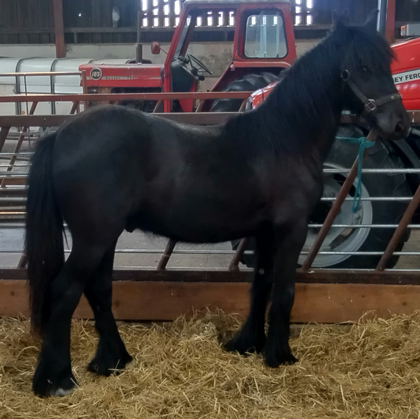 black pony side view facing right