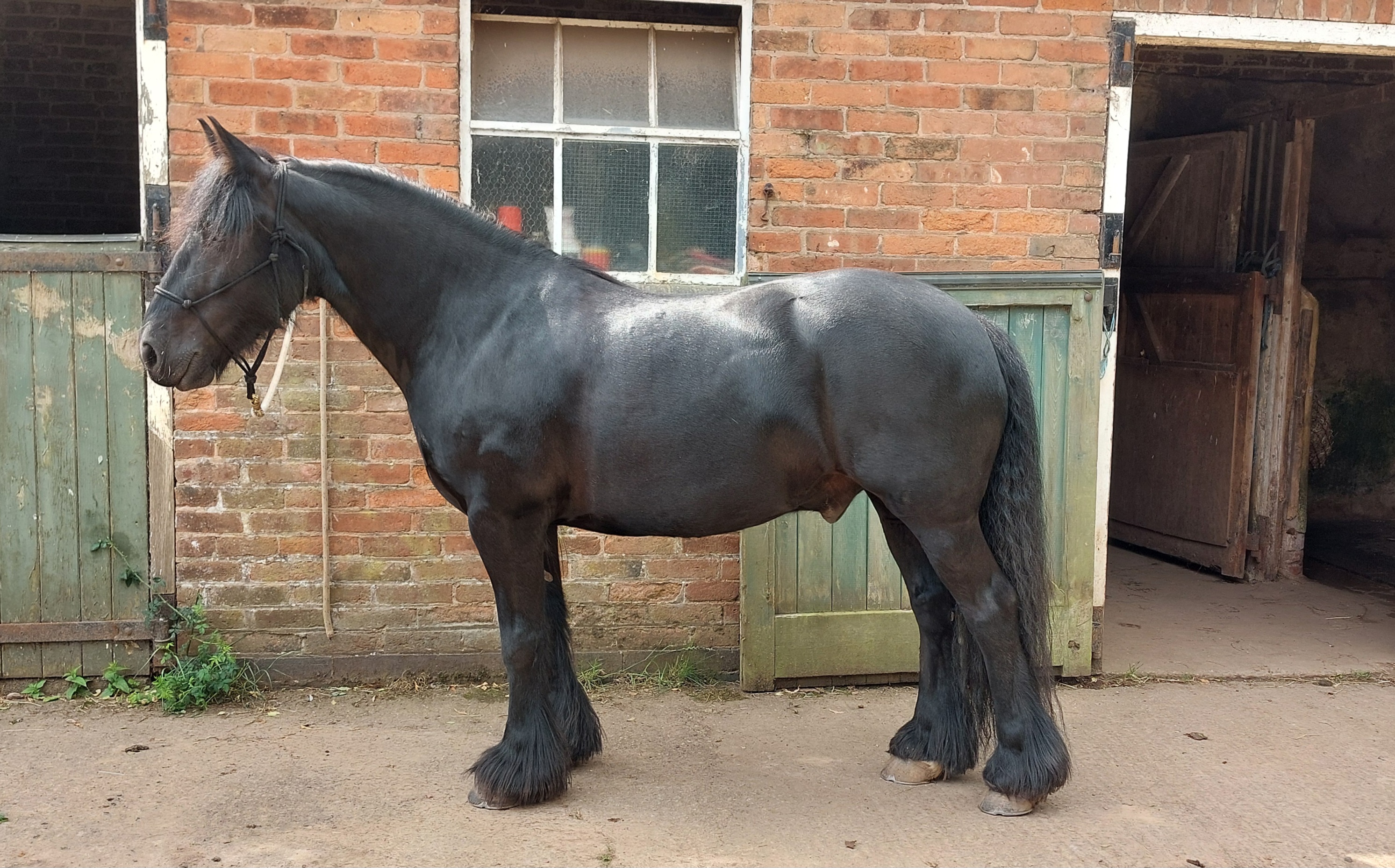 black pony wearing saddle and bridle, standingbeside a red brick wall, 