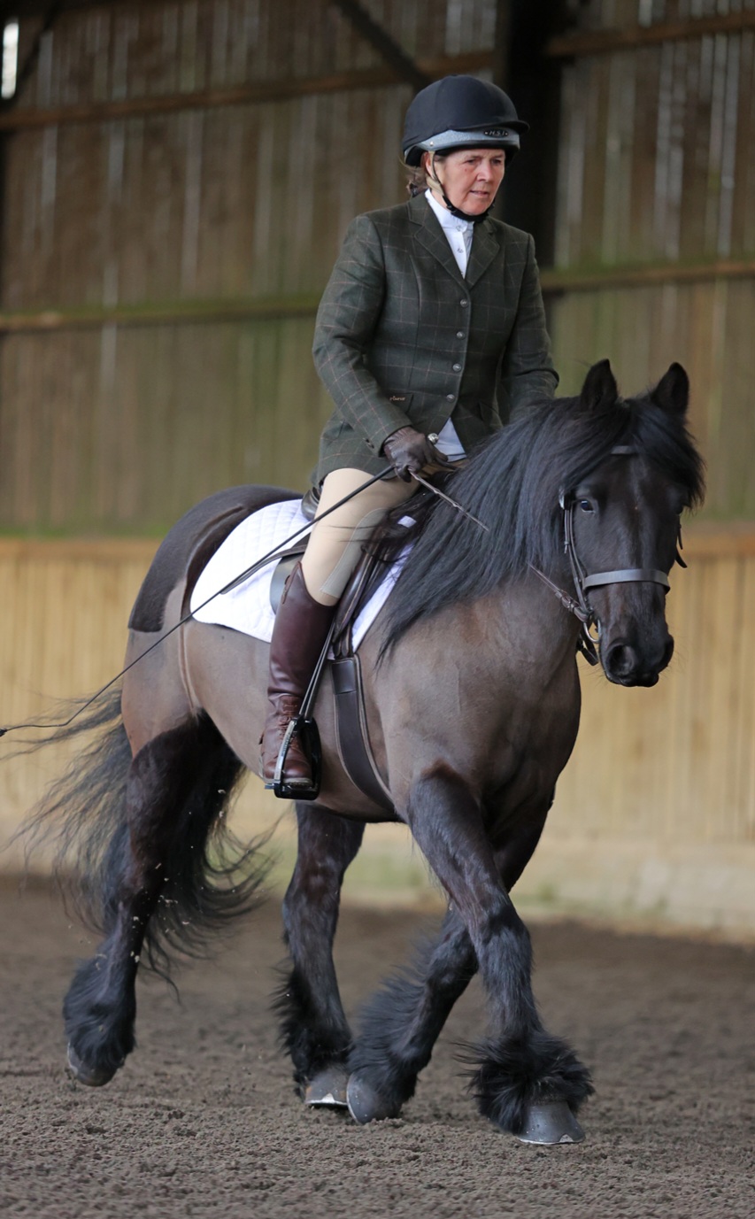 black pony, winter clipped, trotting with rider in an indoor arena