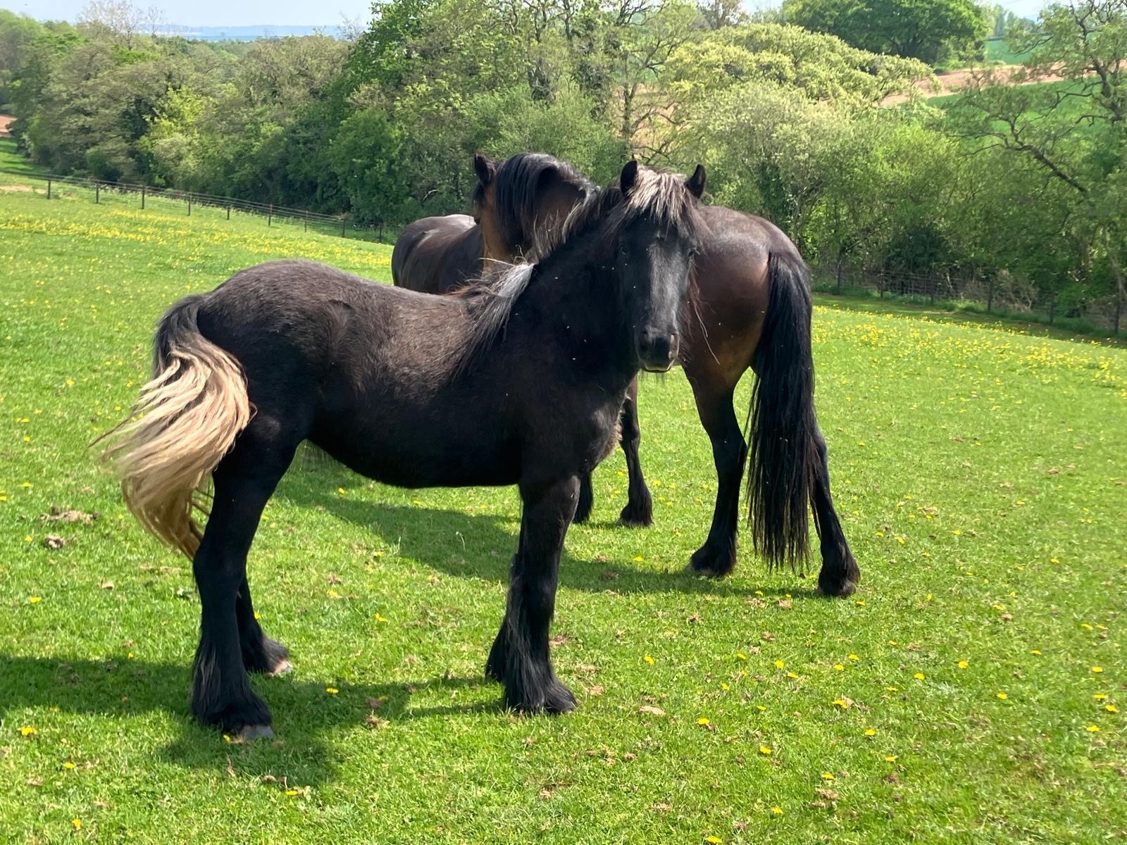 grey pony in a field