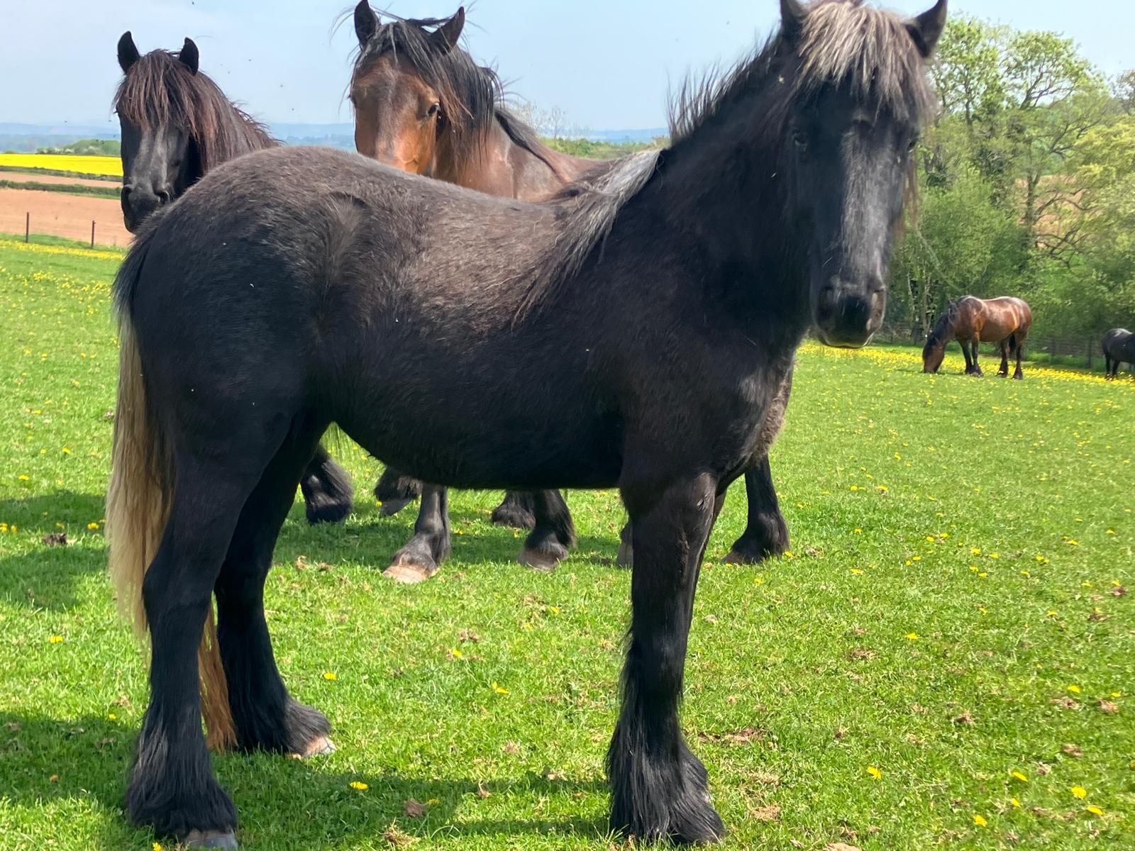 grey pony with others in a field