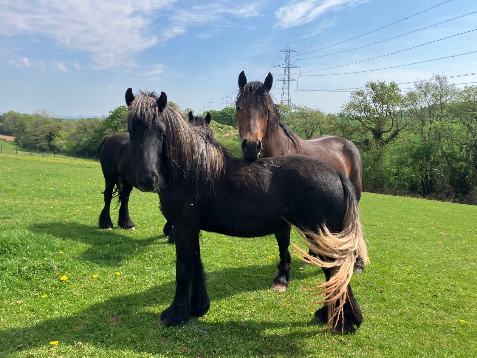 grey pony in a field