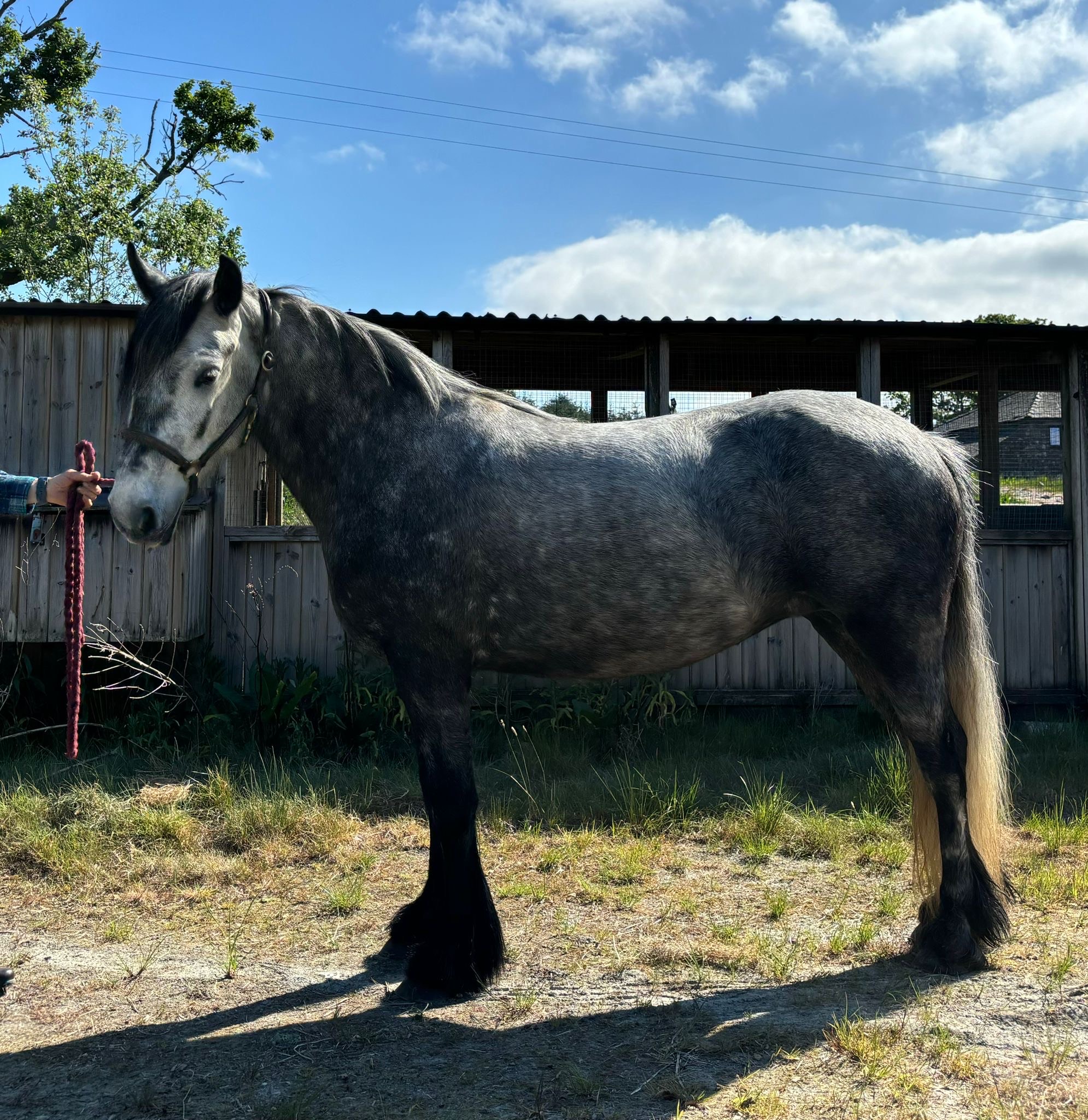 Grey pony side view no rider