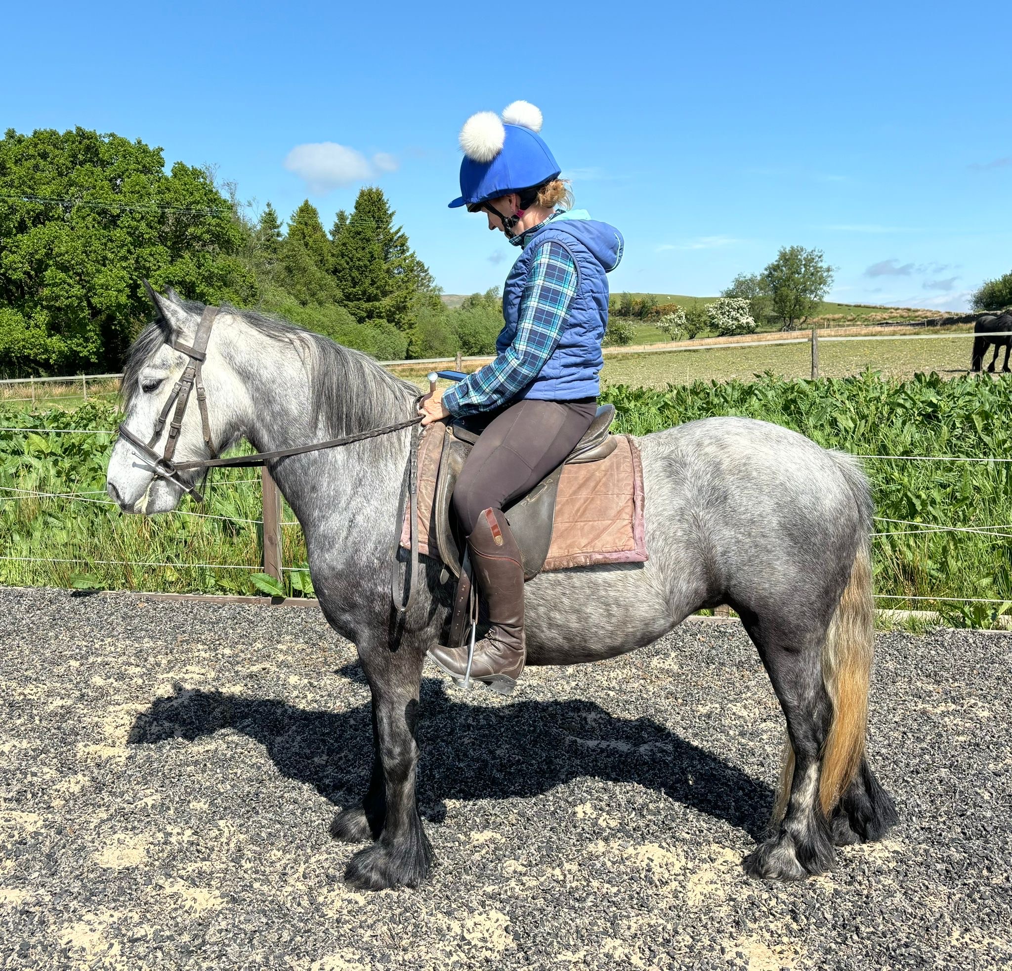 grey pony with rider, side view