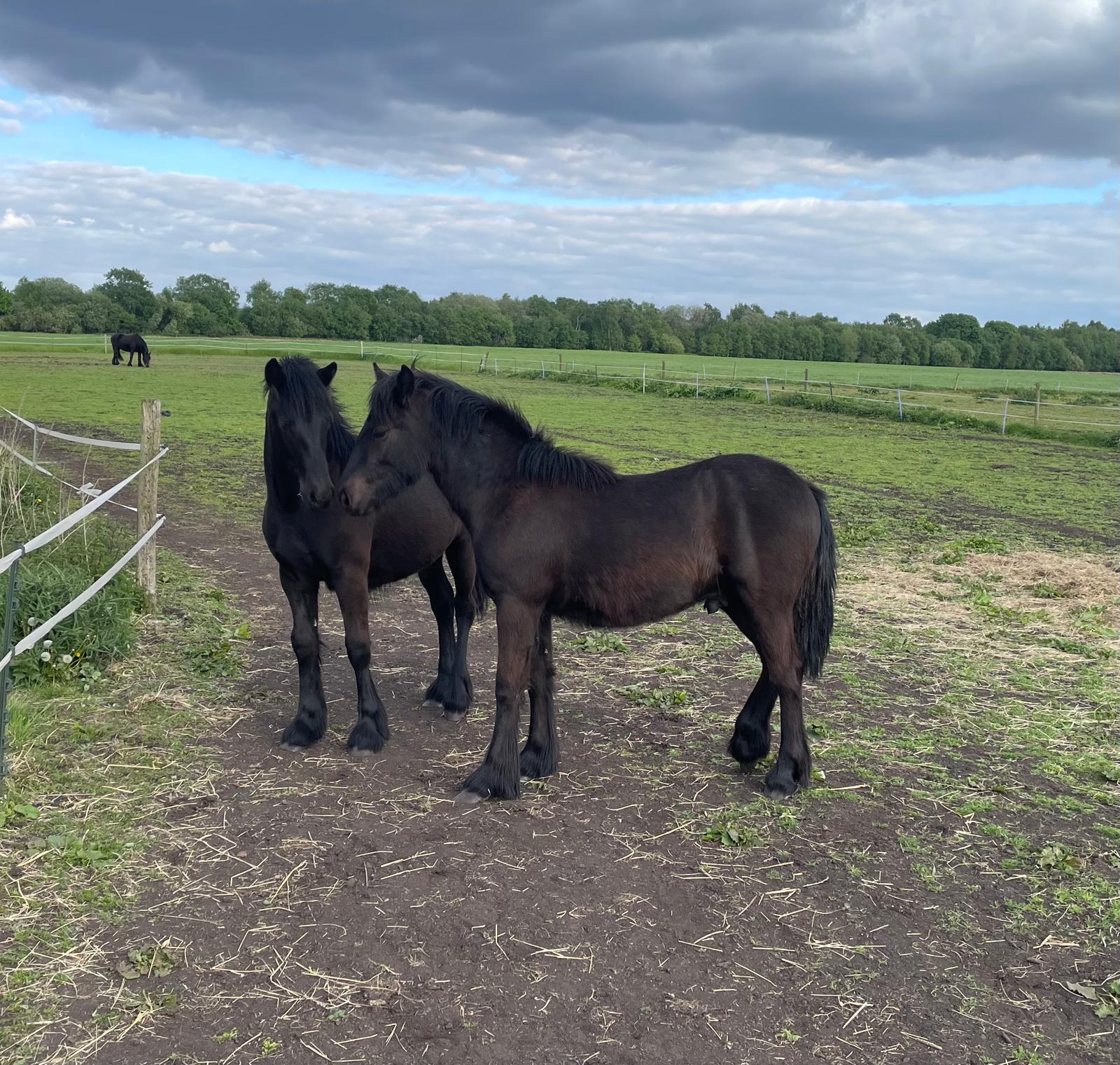 two black ponies in a paddock